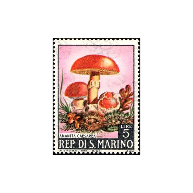 Mushrooms Mushrooms