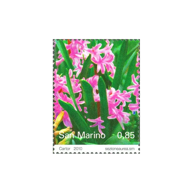 Flores Flores