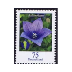 Fiore di palloncino (Platycodon grandiflorus)