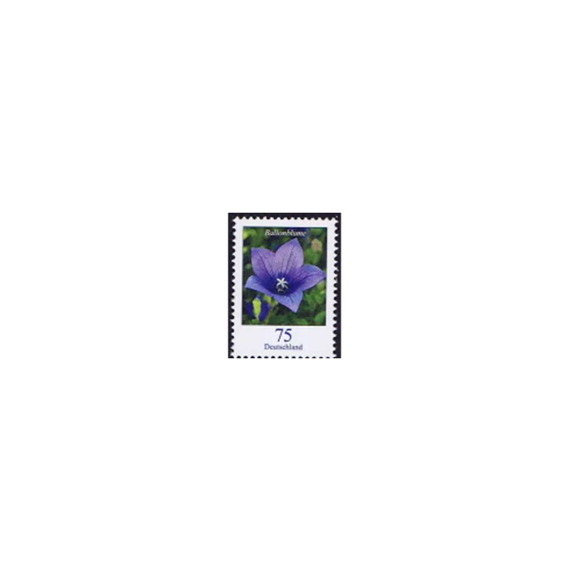 Fiore di palloncino (Platycodon grandiflorus)