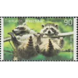 Raccoon commun (Procyon lotor)