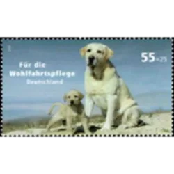 abrador Retriever (Canis lupus familiaris)