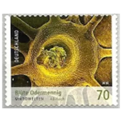 Fiore di Agrimony